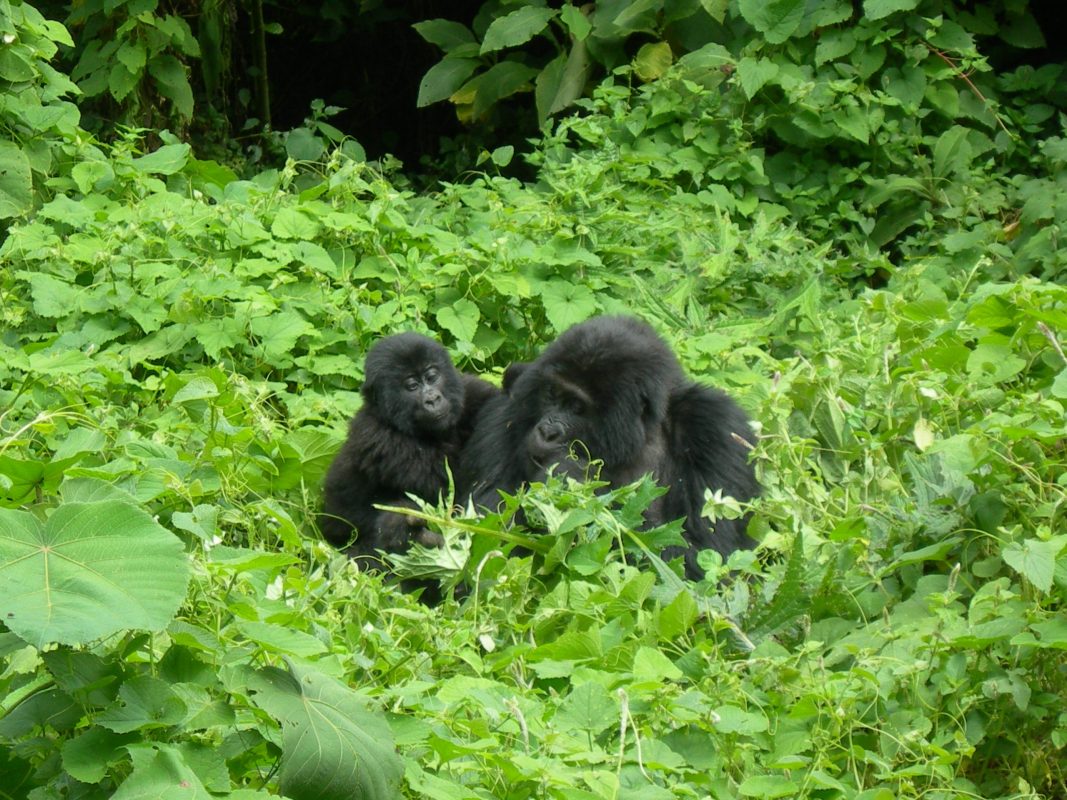 Uganda Gorilla Trekking Trip