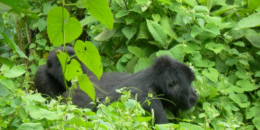 Rwanda Gorilla Safaris Tour