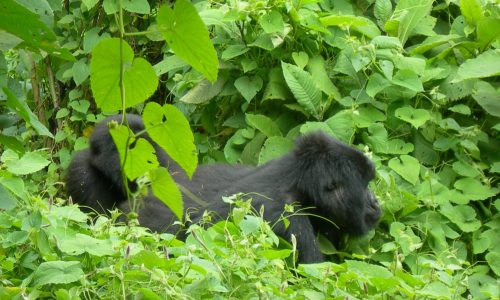 Rwanda Gorilla Safaris Tour