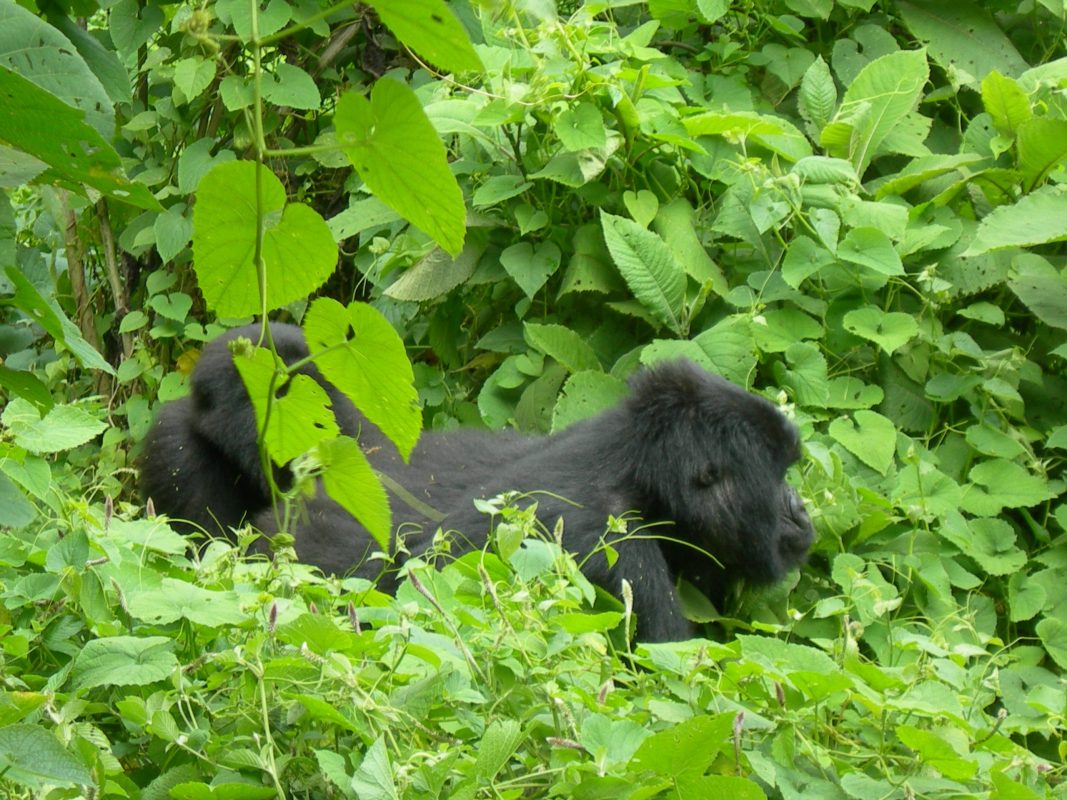 Congo gorilla trekking