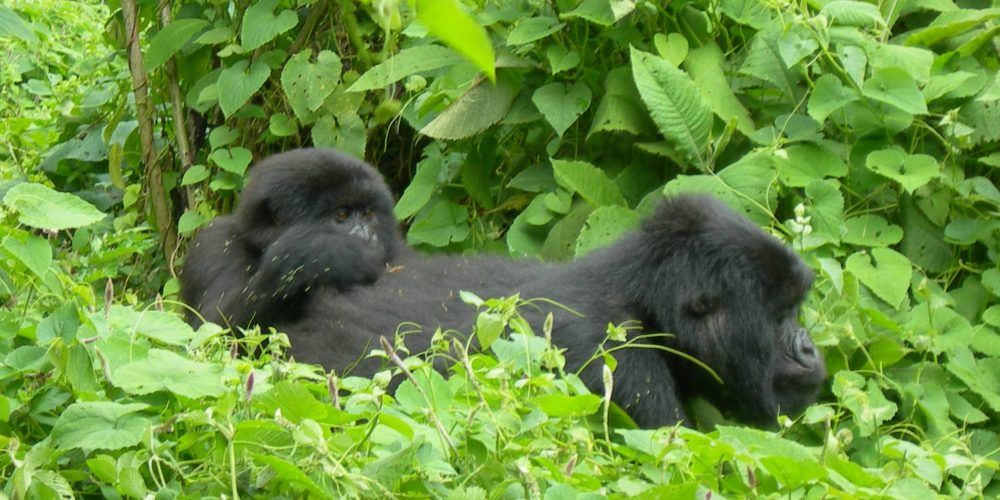 Gorilla Trekking Uganda Safari