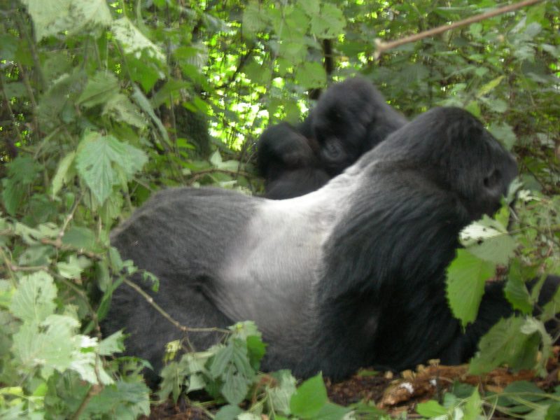 Gorilla Trek Tour to Bwindi