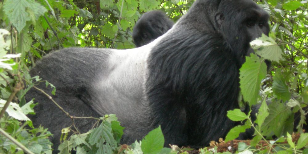 Gorilla Safaris Rwanda