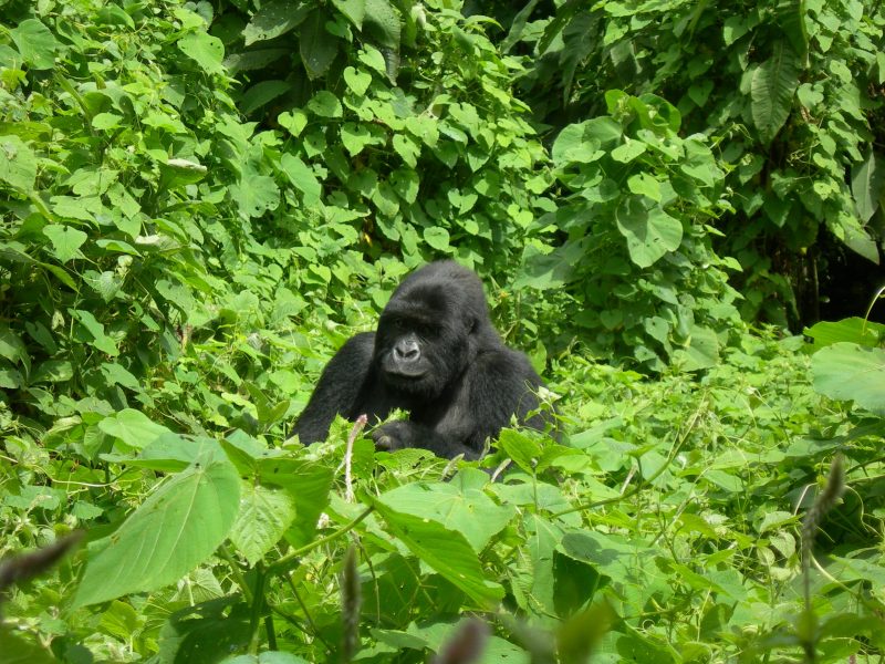 Africa Gorilla Safari