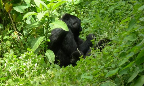 Rwanda Primate Tour