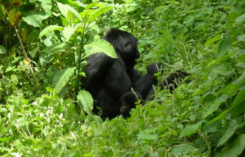 Rwanda Primate Tour