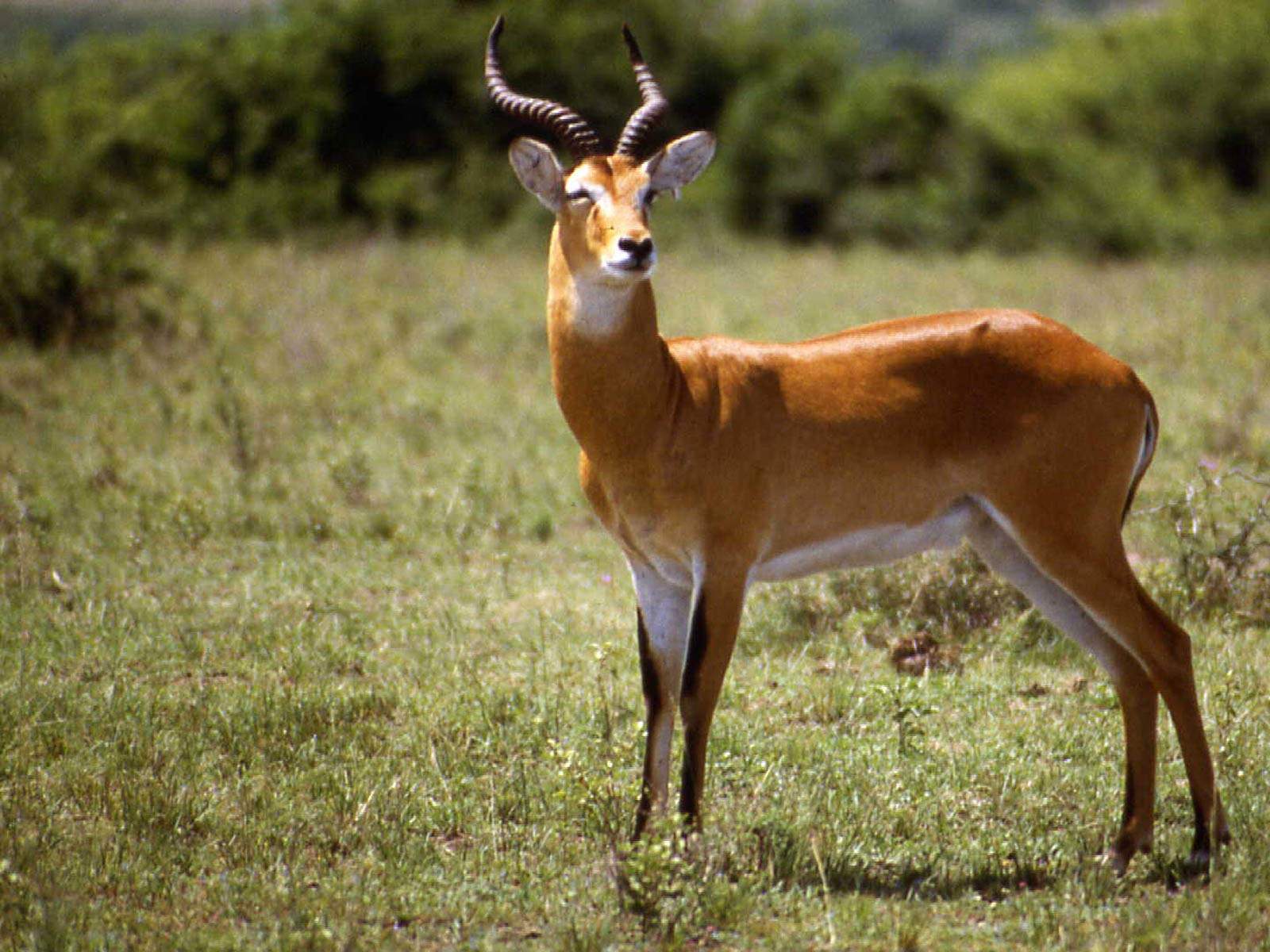 Bokora Wildlife Reserve 