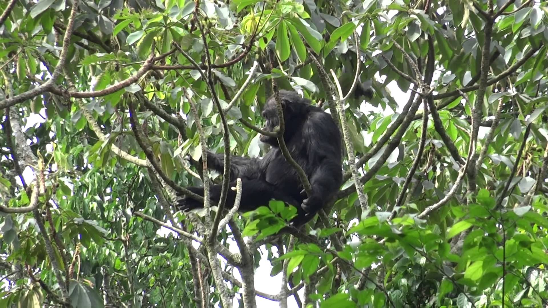 Chimpanzee Tracking in the Kyambura Gorge
