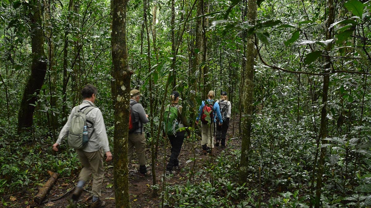 Guided Forest Walks in Kibale Forest