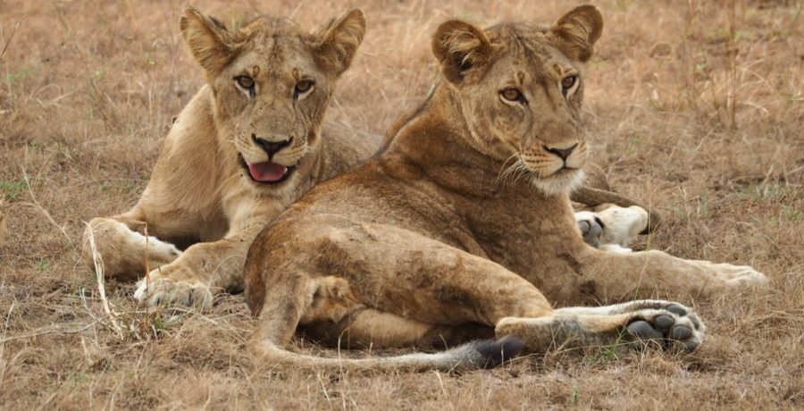Lion Tracking in Kenya Wildlife Safaris