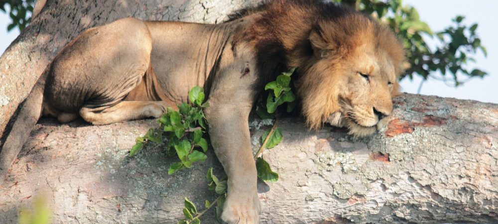 Lion Tracking in Uganda