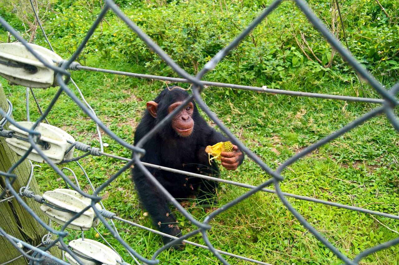 Ngamba Island Chimpanzee Sanctuary 