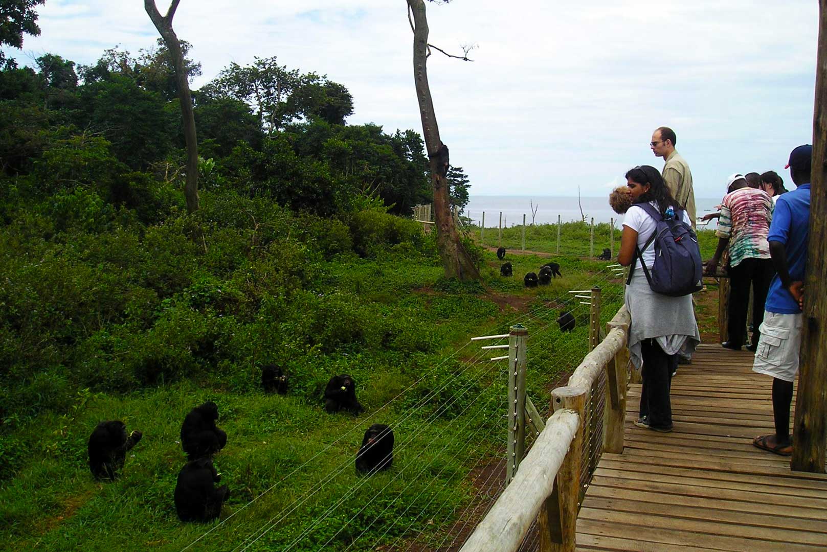 Ngamba Island Chimpanzee Sanctuary 