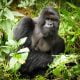 Eastern Congo Lowland Gorillas