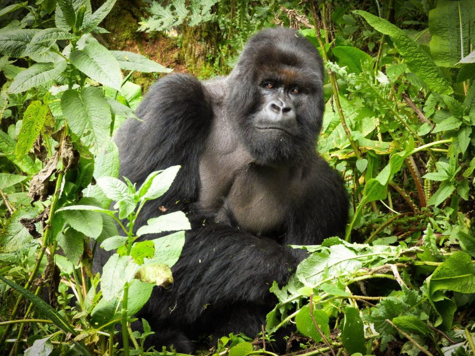 Eastern Congo Lowland Gorillas