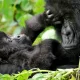 Infant Gorillas