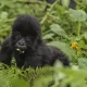 Uganda Gorilla Trekking Safaris