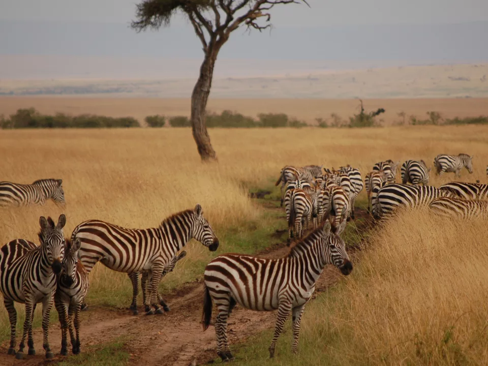 Nature Guided Walking Safaris in Kenya