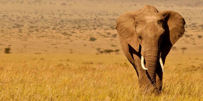 10 Days Kenya Safari