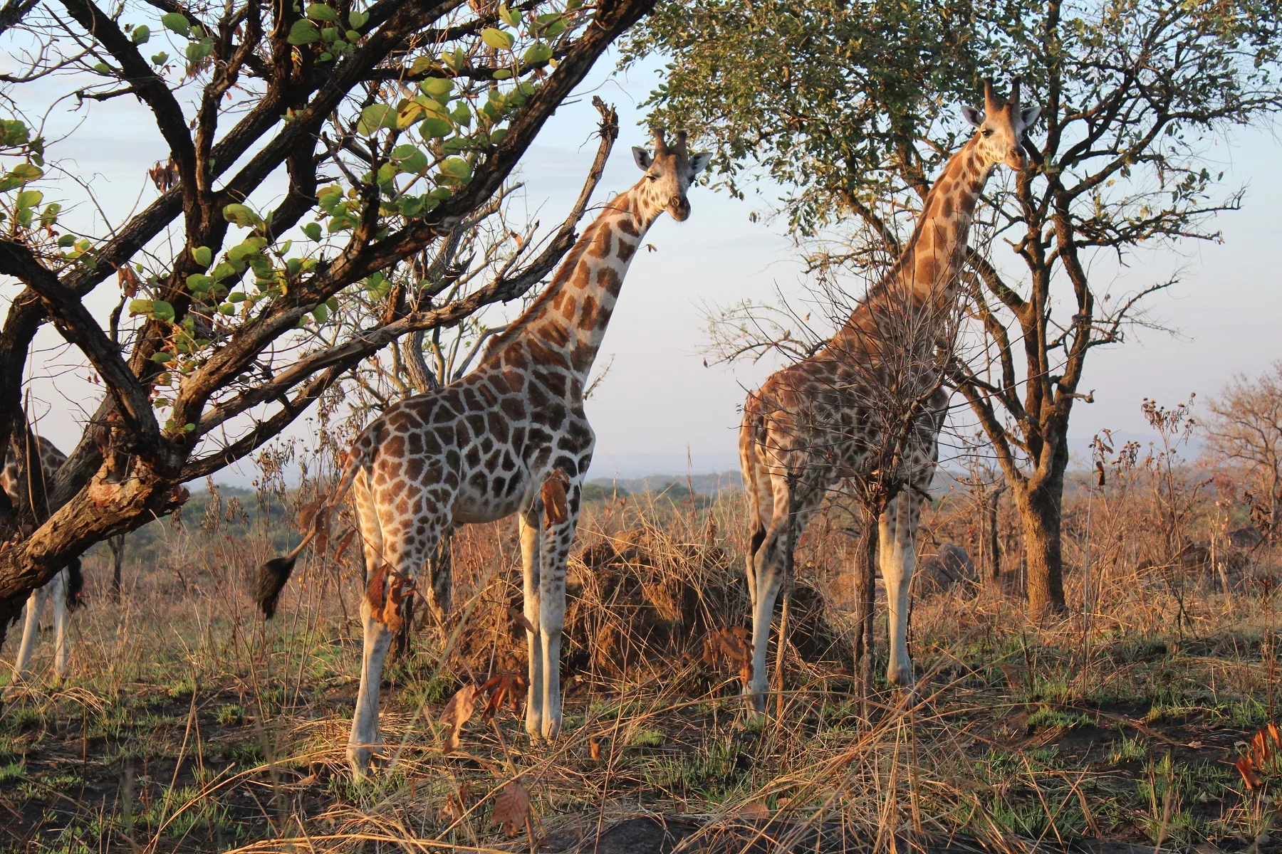 Long Uganda Safaris Tour Holidays