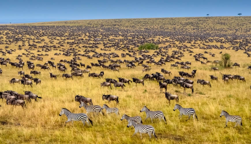 Kenya Safaris Tour Holidays