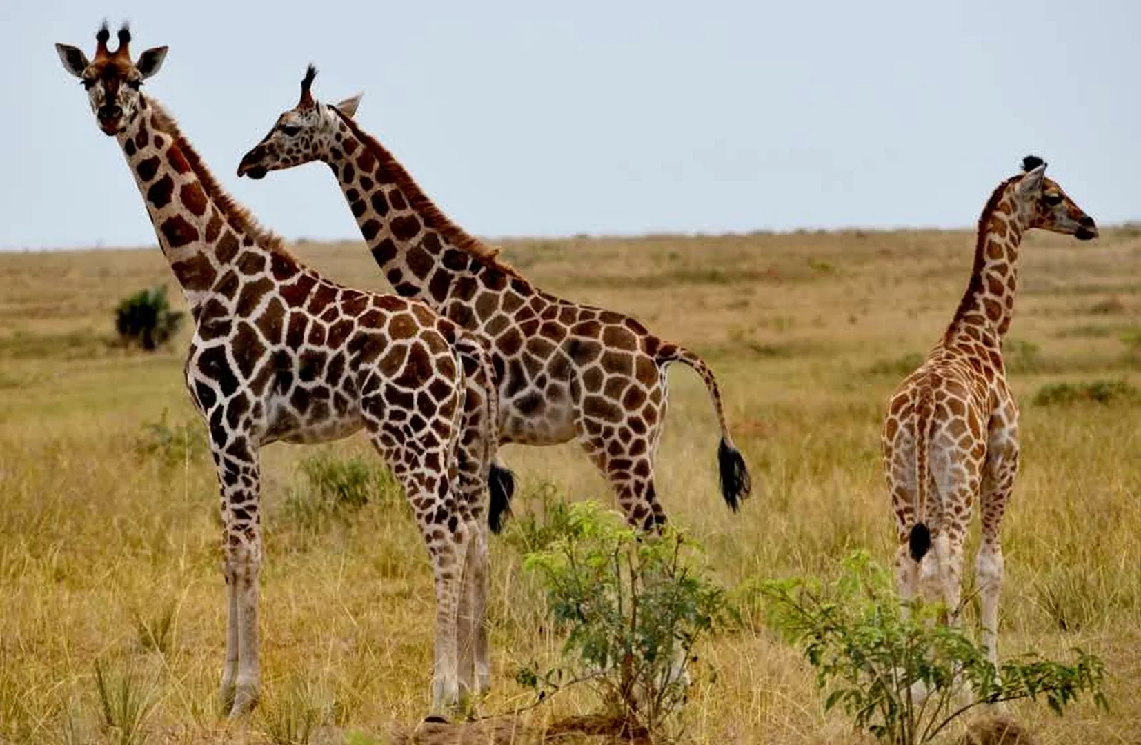 Mombasa Safaris