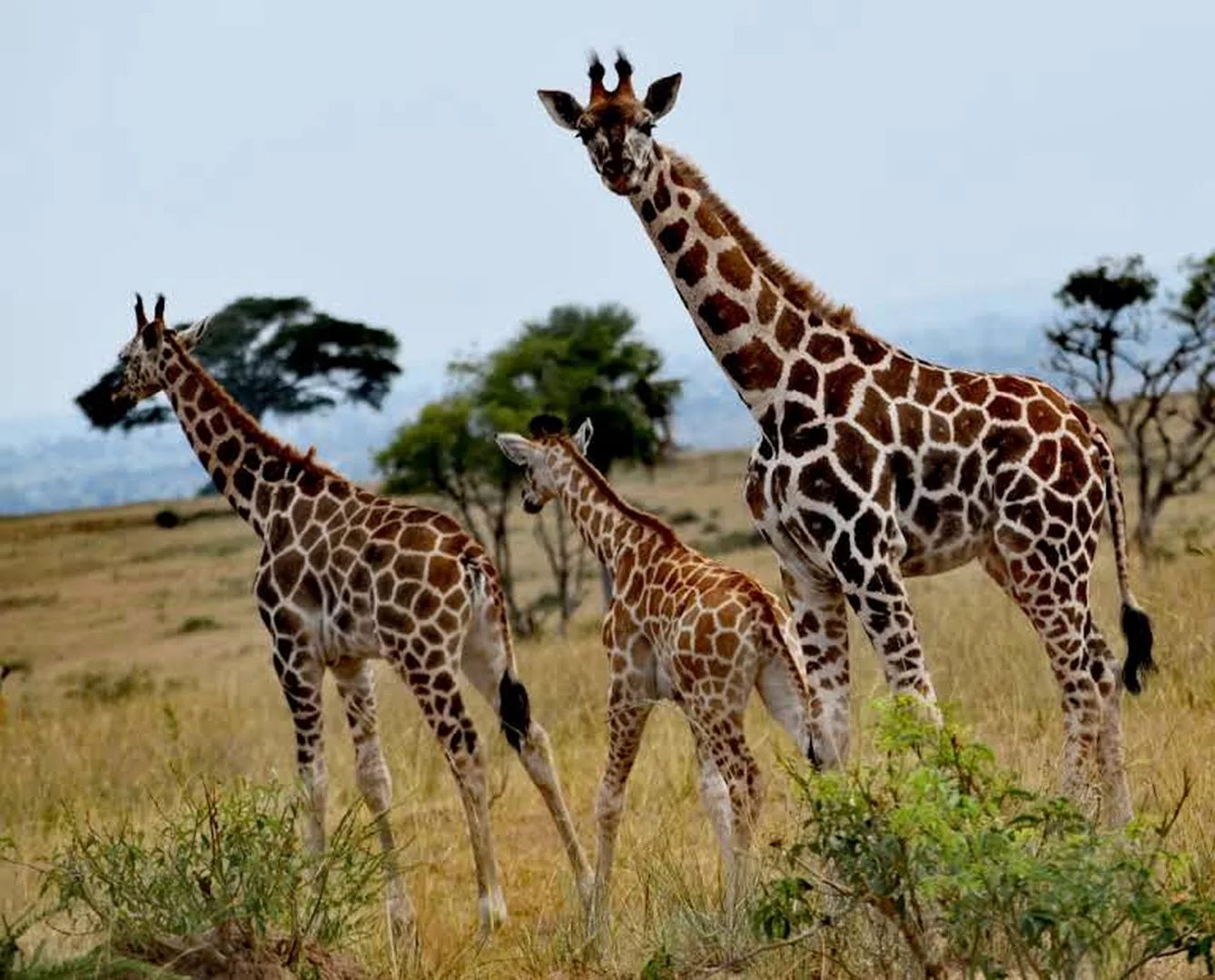 Mombasa Safaris