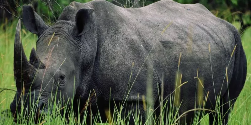White Rhino Tracking in Uganda
