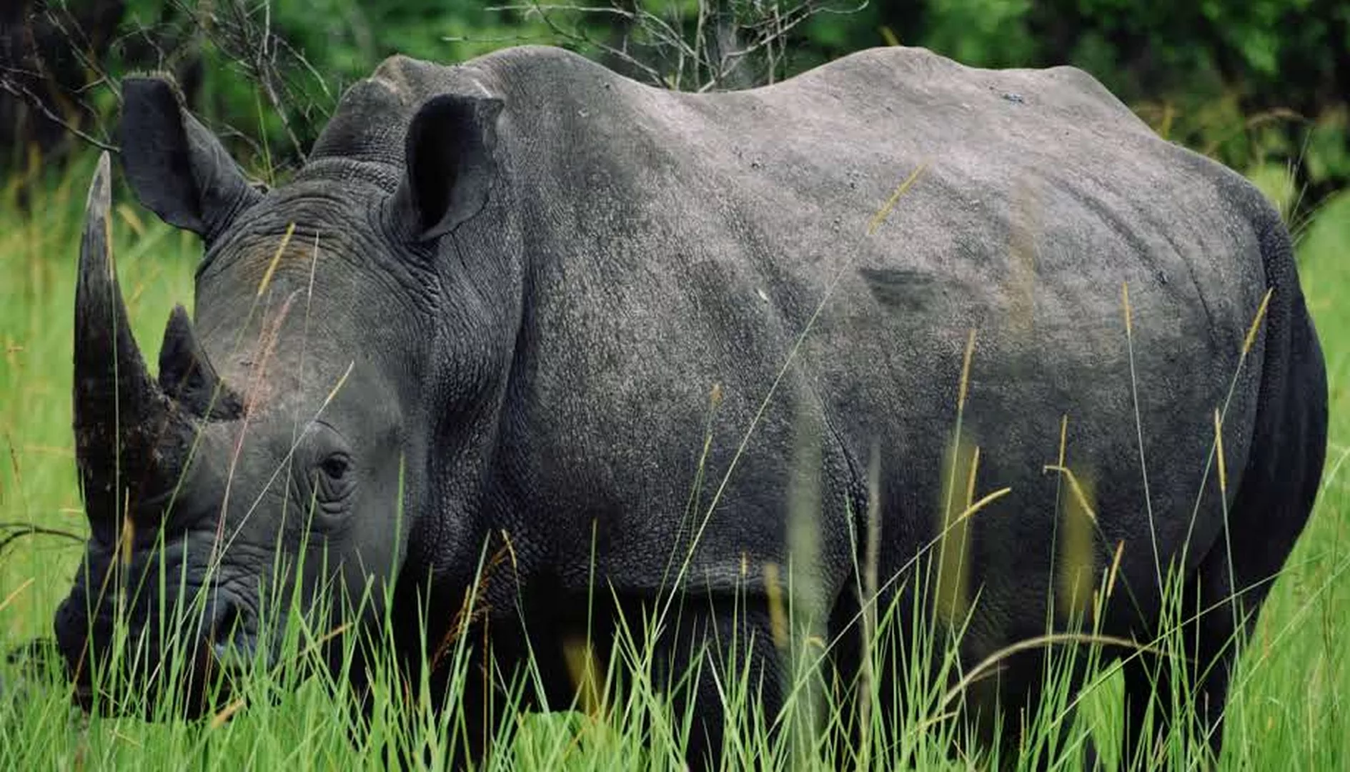 White Rhino Tracking in Uganda