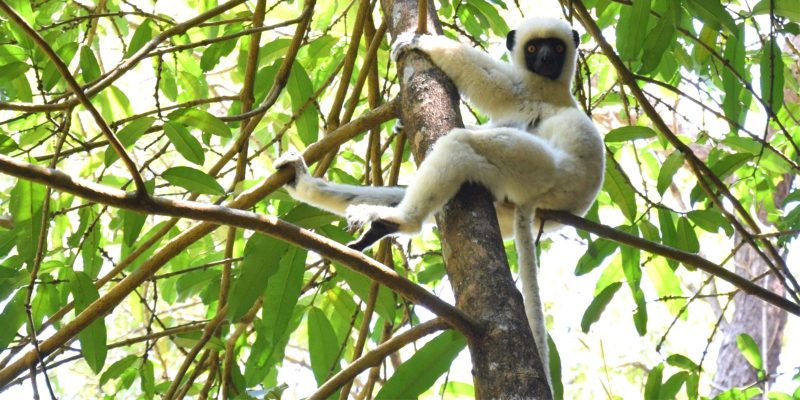 8 Days Madagascar Safari Tours