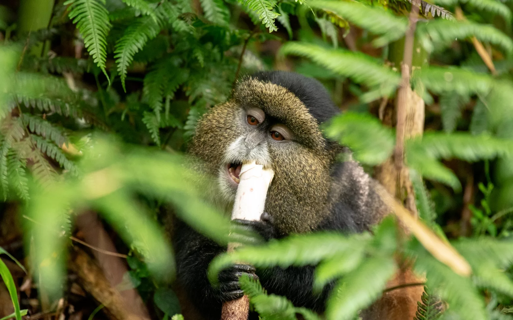 4 Days Rwanda Exclusive Gorilla Trek