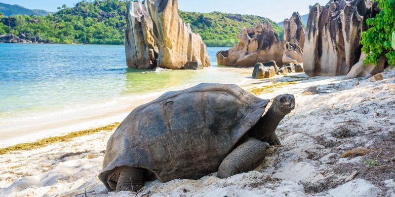 13 Days Kenya Seychelles Safari