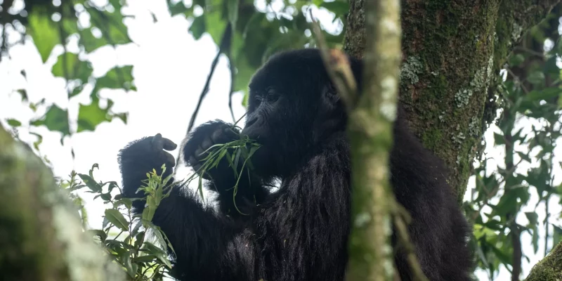 Rwanda Gorilla Tours