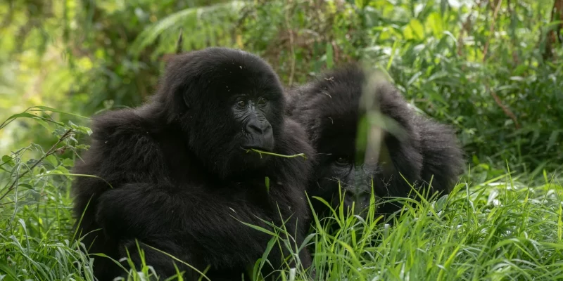 Uganda Gorilla Trekking Tours