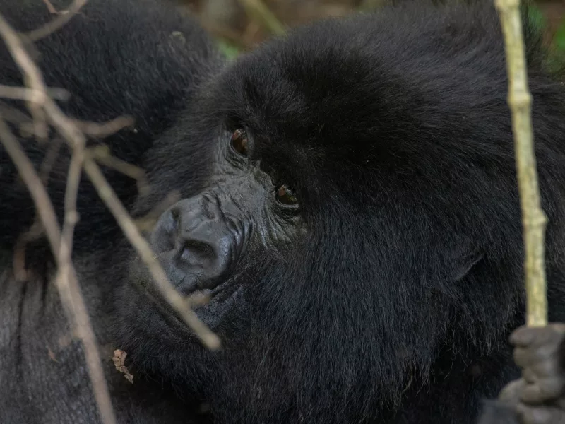5 Days Uganda Gorilla Trekking