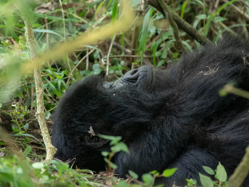 5 Days Uganda Gorilla Trekking Trip