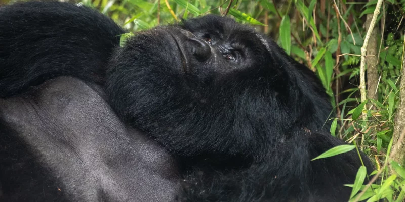 8 Days Great Primates Uganda Tour