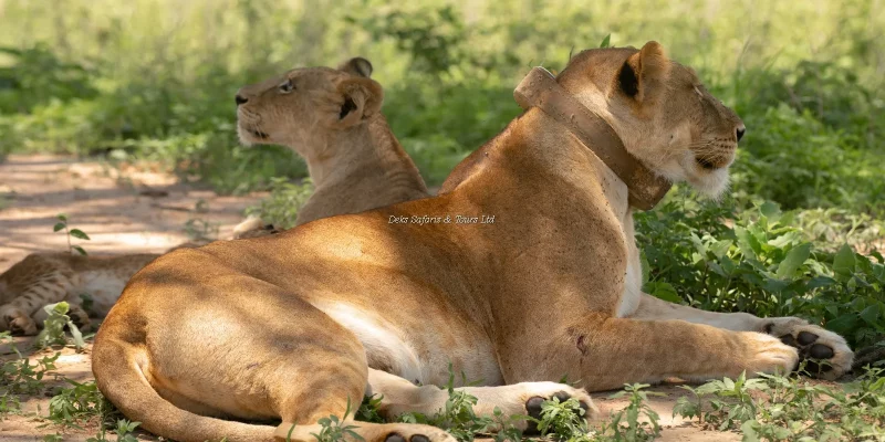 Uganda Wildlife Tours