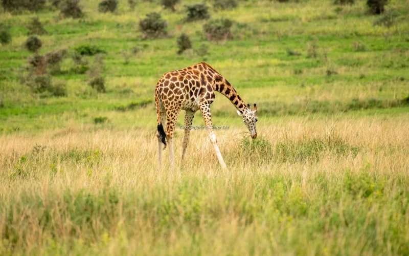 3 Days Rwanda Safari