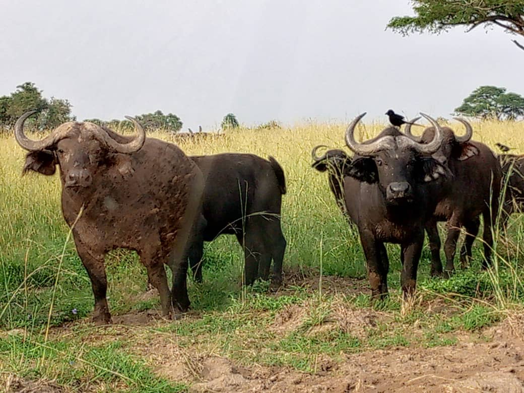 African Big Five Safari
