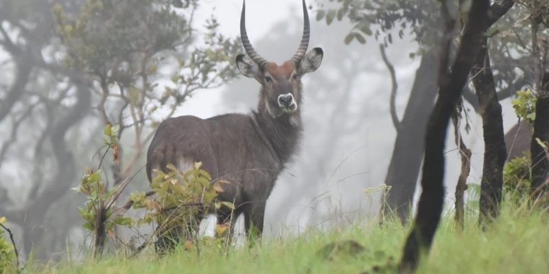 3 Days Burundi Wildlife Safaris