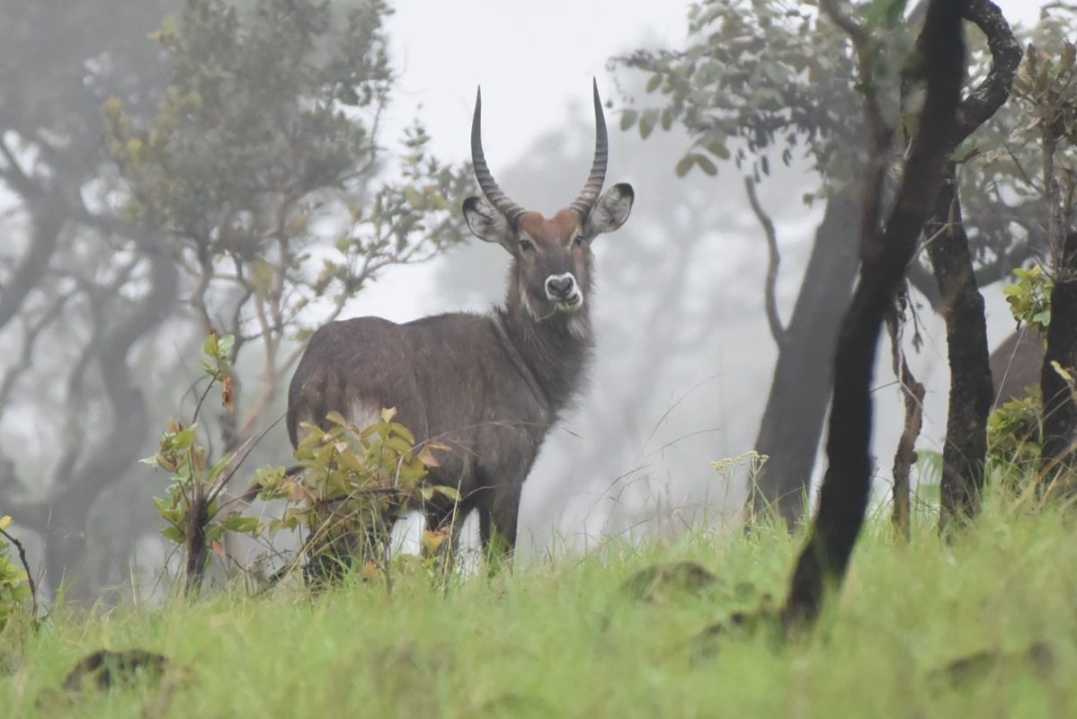 3 Days Burundi Wildlife Safari