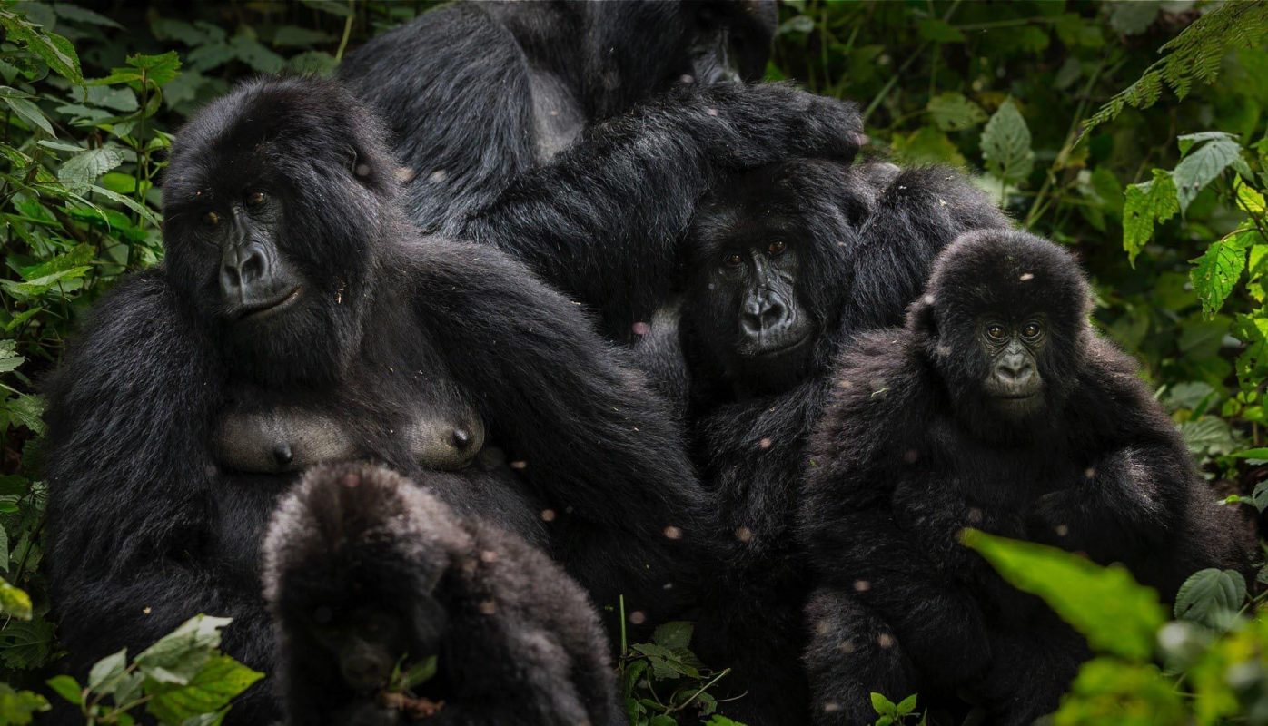 Uganda’s Mountain Gorillas