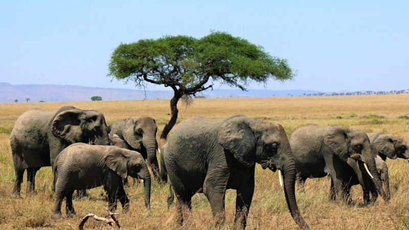 Uganda Kenya Zanzibar Safari