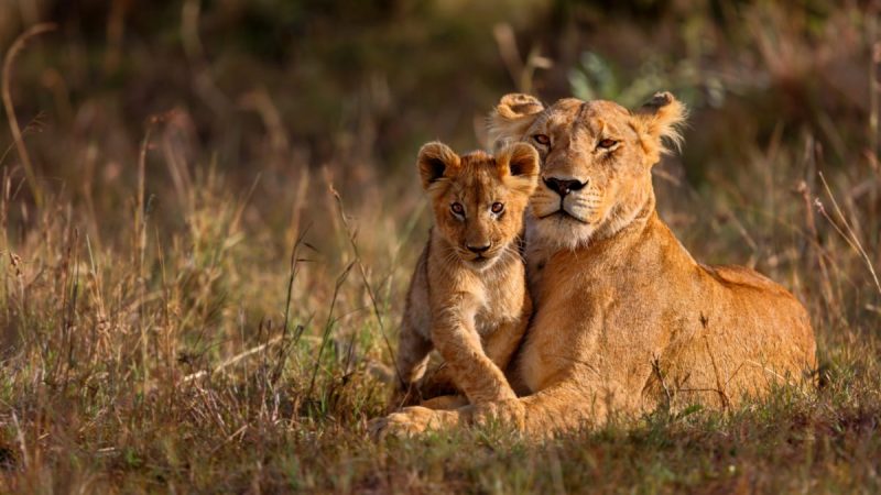 10 Days Kenya Uganda Wildlife Safaris